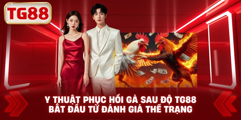 Y Thuật Phục Hồi Gà Sau Độ TG88 Bắt Đầu Từ Đánh Giá Thể Trạng